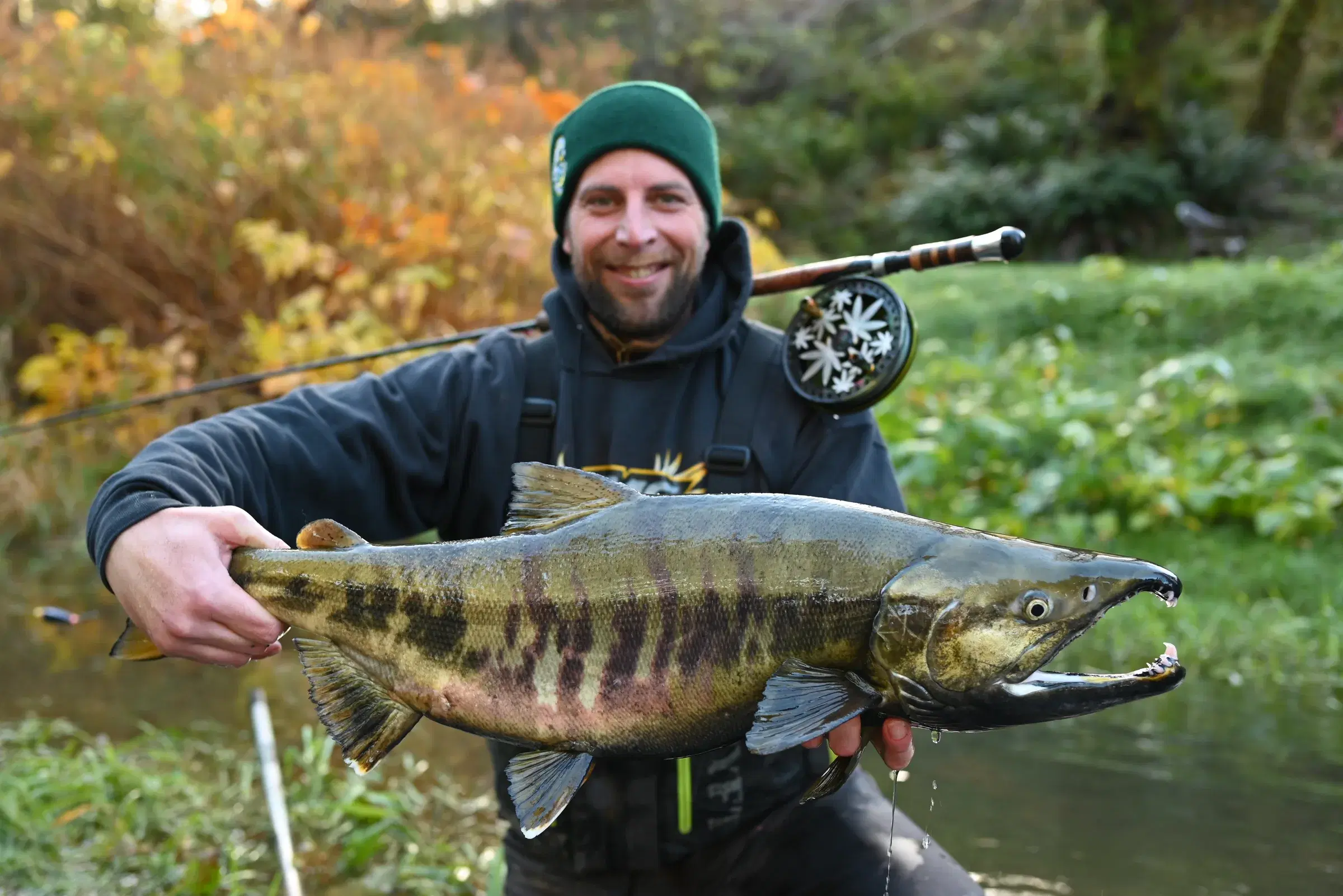 Chrome coho salmon