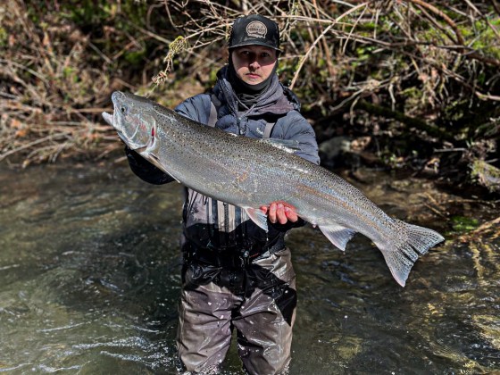 Person in waders holds a large fish in a shallow, clear stream with branches in the background.