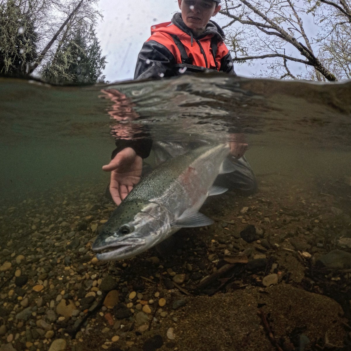 Person in orange vest holds a fish partly submerged in river.