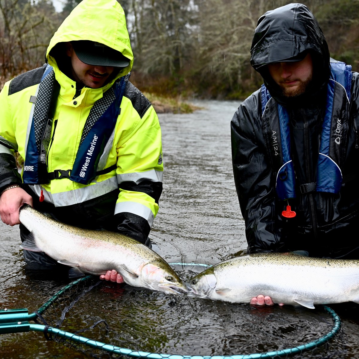 Two people in rain gear holding a large fish over a river with a net beneath.