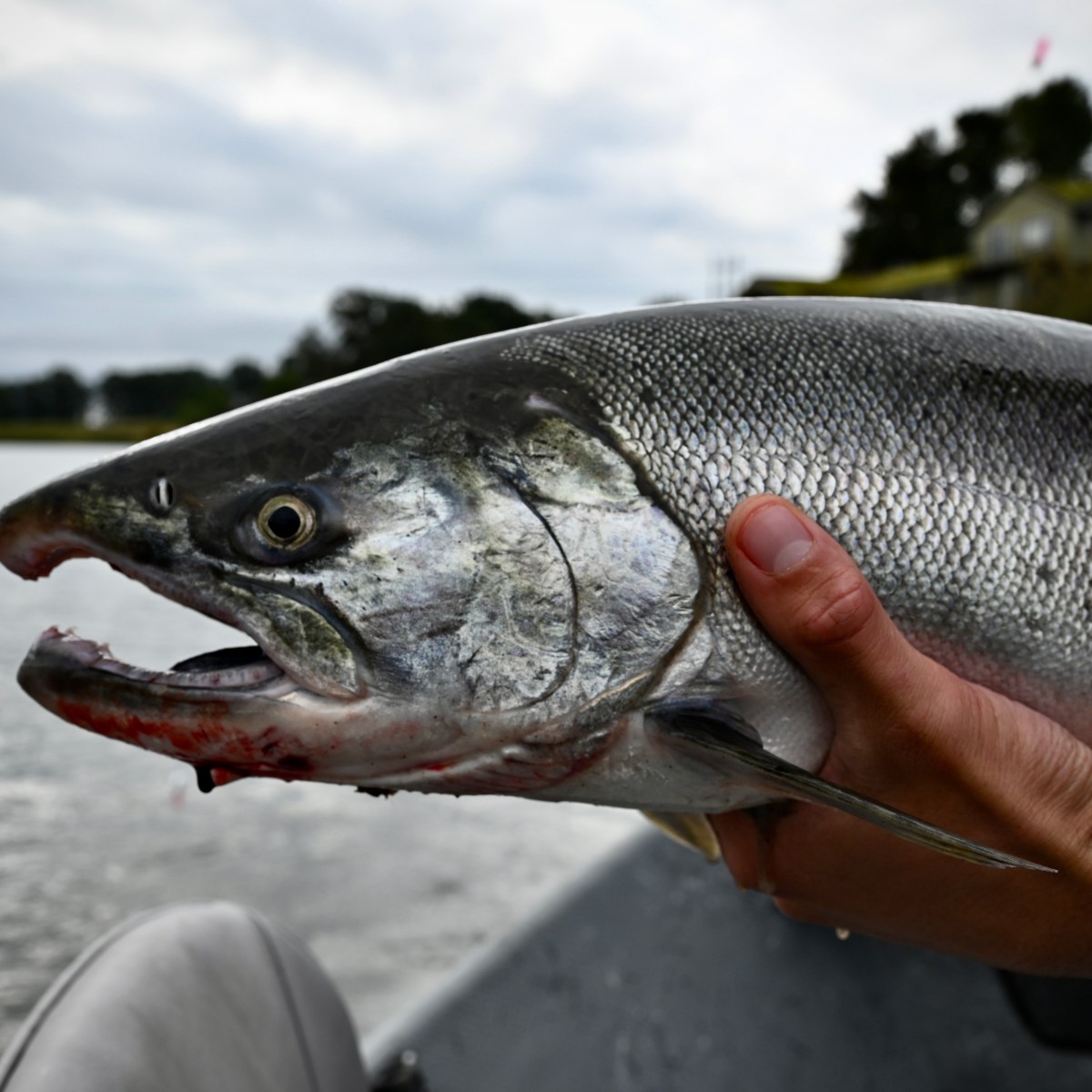 Person holding a large fish with open mouth on a boat, with a lake and trees in the background.